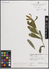 Foto von Salix elbursensis Boiss.